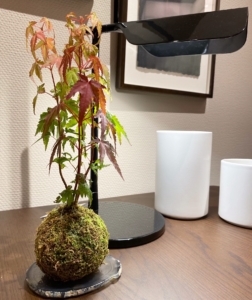 5.モミジ苔玉