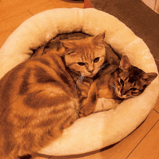 猫さま：トゥタと古太郎　飼い主：CLANEデザイナー 轡田藍子さん
