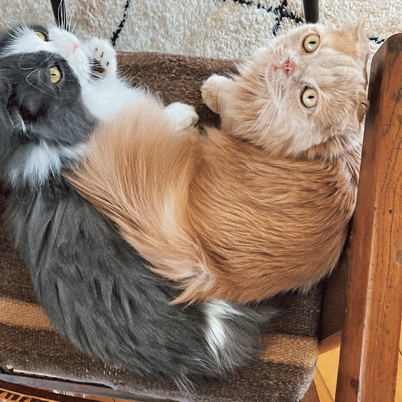 猫さま：ロイとペロ　飼い主：ヘアスタイリスト 鈴木 茜さん