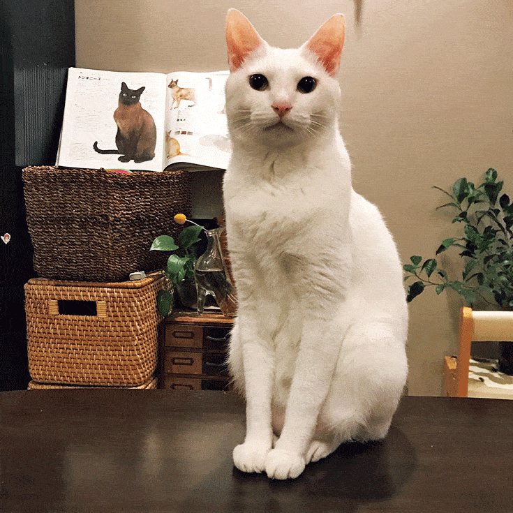 猫さま：おもち　飼い主：刺繍作家 小菅くみさん