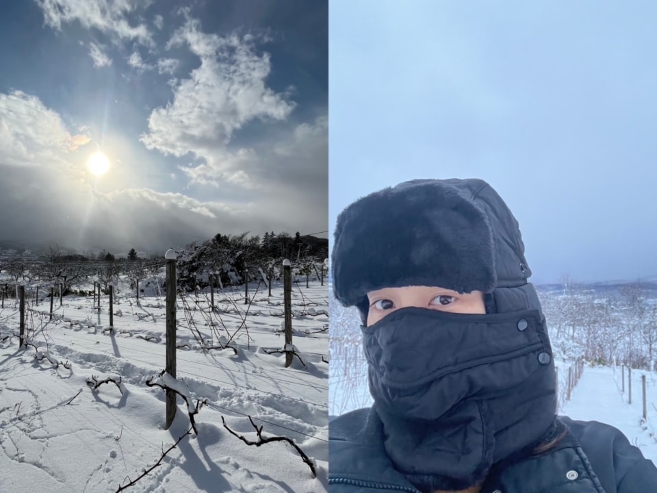 雪の積もったブドウ畑と田上陽子さん