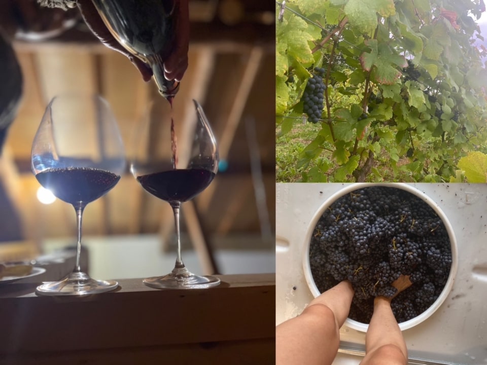葡萄からワインを作るところ