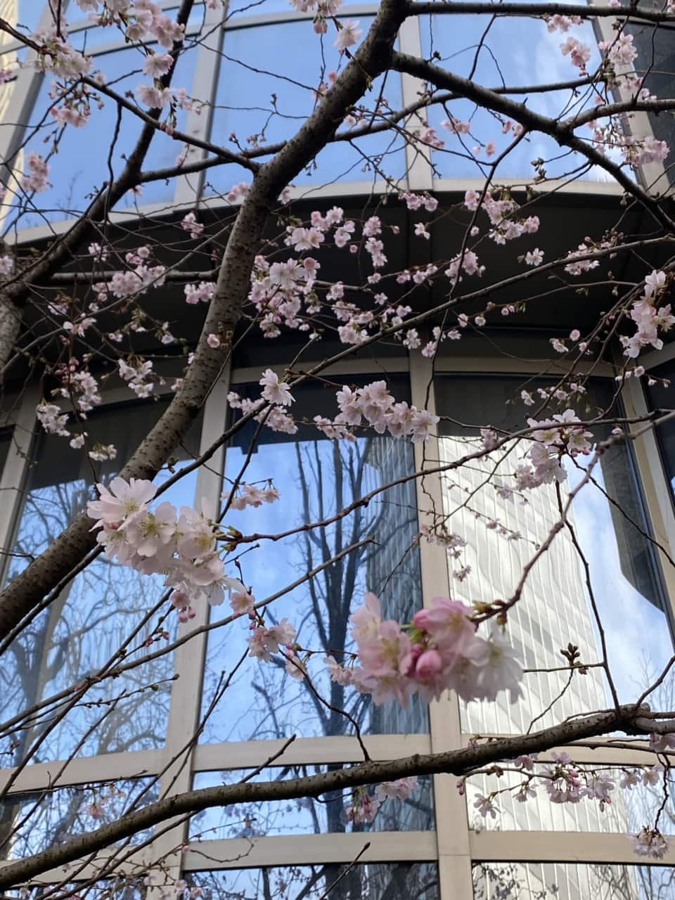 ドイツで咲き始めた桜