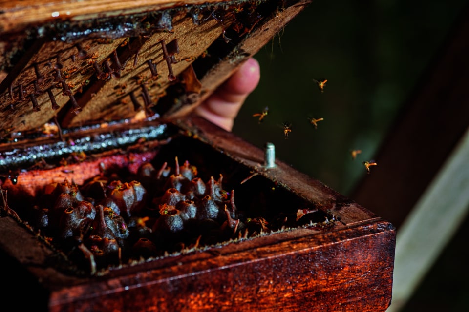 世界でもっとも小さなハチの一種のメリポナ属のハチ シャネル