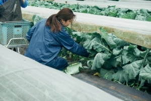 佐倉の農園で栽培しているケール。