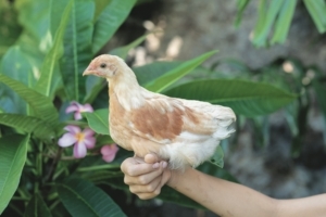 クリーム色のラナちゃんはキャピキャピうるさくてなんでも大袈裟。