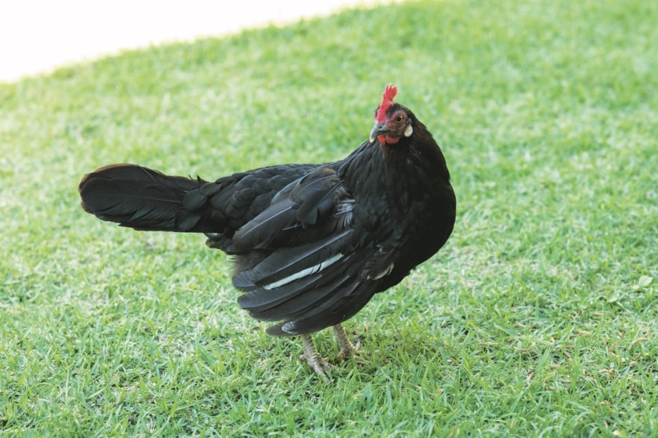 黒鶏のコッコは臆病で慎重。頭がいい。全てはコッコから始まったから、コッコの銅像を作りたい。コッコはいま換羽期で、羽がボロボロだ。