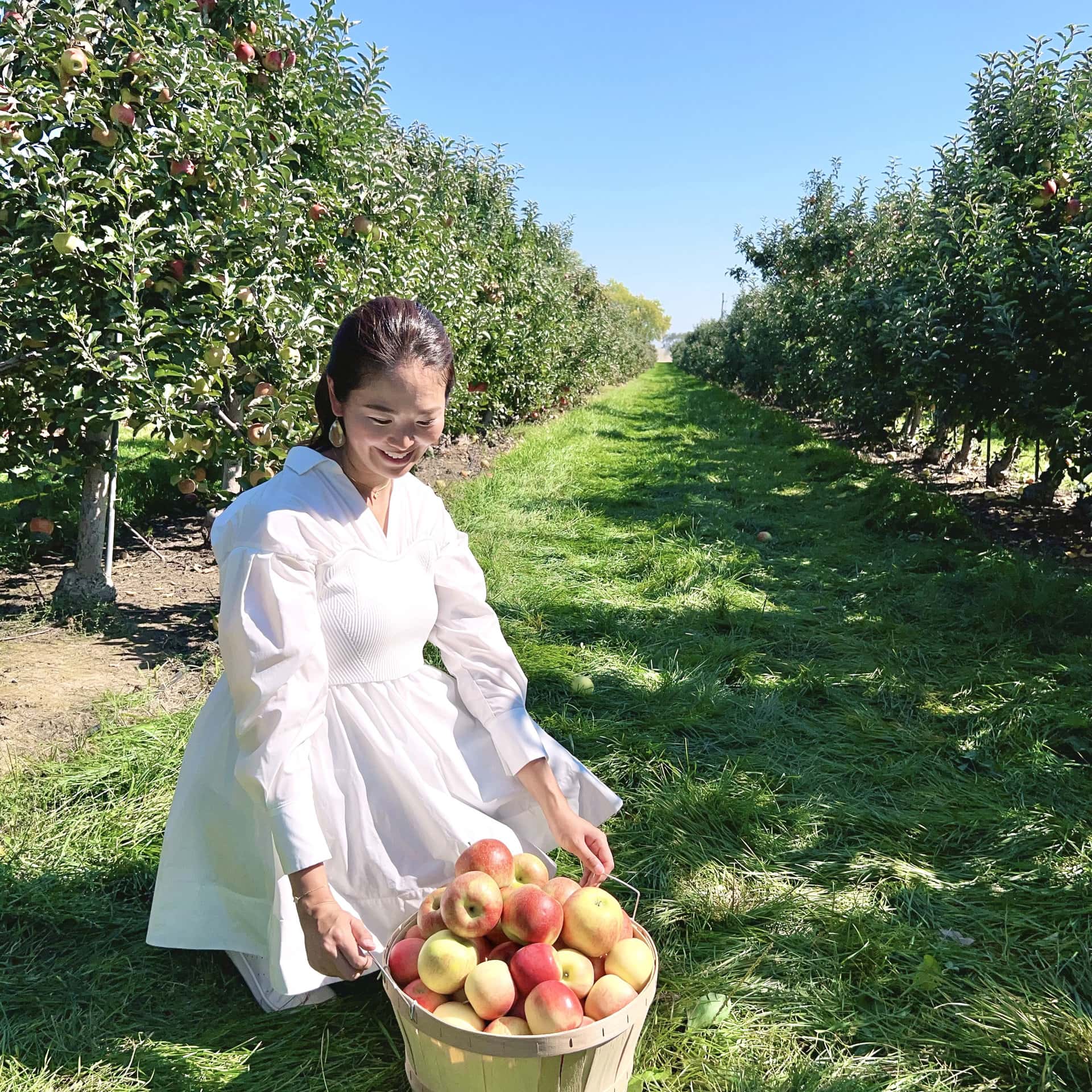 アメリカ・シカゴの秋は東京ドーム8.5個分の農場で「アップル