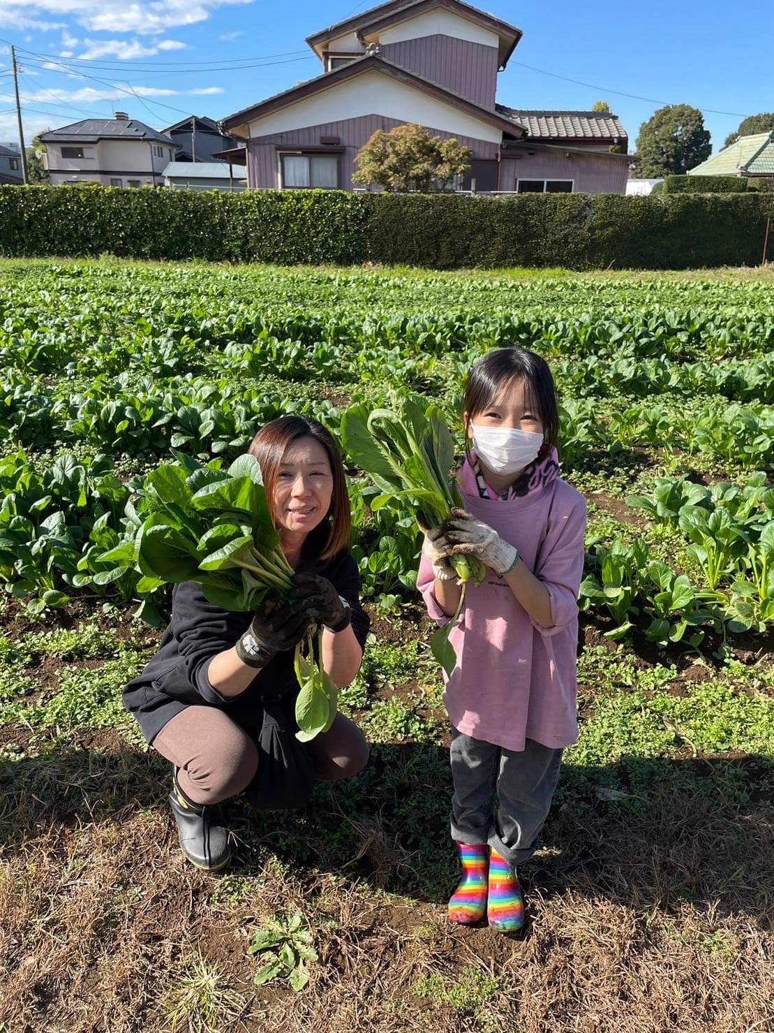 収穫したての小松菜はみずみずしくて、美味しかった！