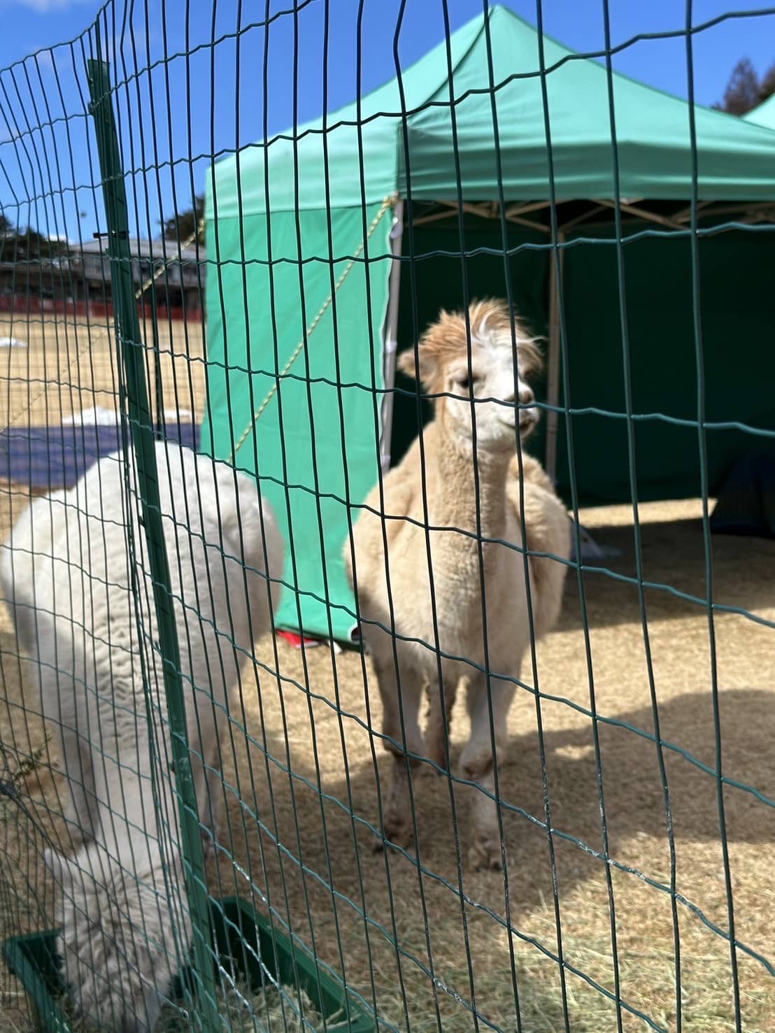 なぜスキー場にアルパカ（笑）??　餌やり好きな息子は大喜び。