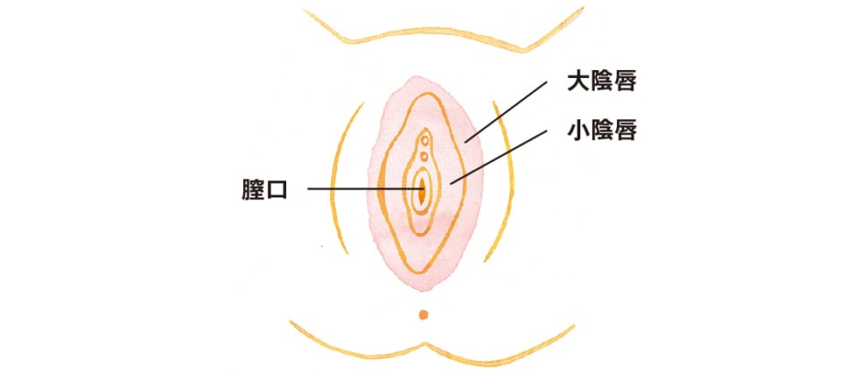 洗う場所を確認！ 洗う場所は大陰唇と小陰唇の部分。爪を立てたりせず、ヒダの間も擦らず丁寧に洗って。