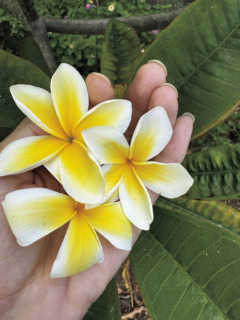 ベビ子といつもお花を集めてる