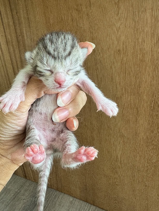 まだ臍の緒が付いてる子猫ちゃま