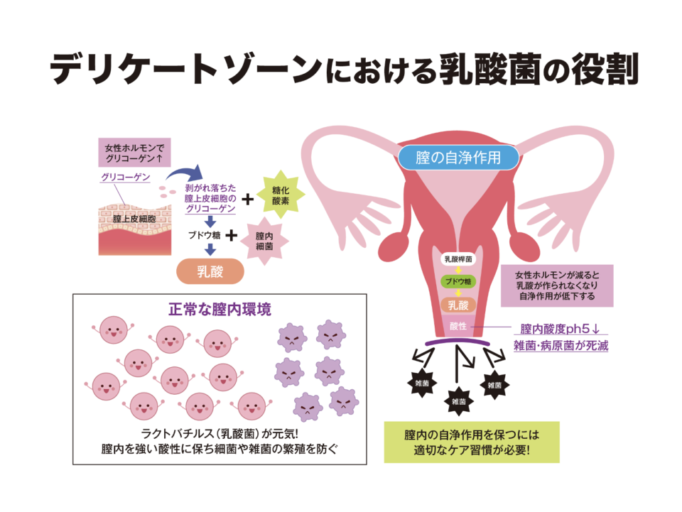 デリケートゾーンにおける乳酸菌の役割