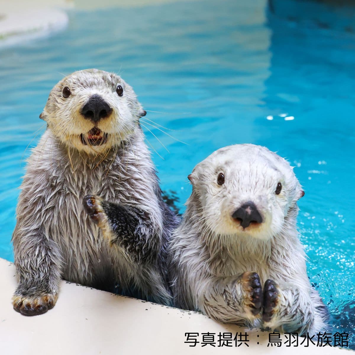 佐藤栞里「鳥羽水族館のラッコ水槽ライブカメラは、優雅に泳ぐ姿に心が
