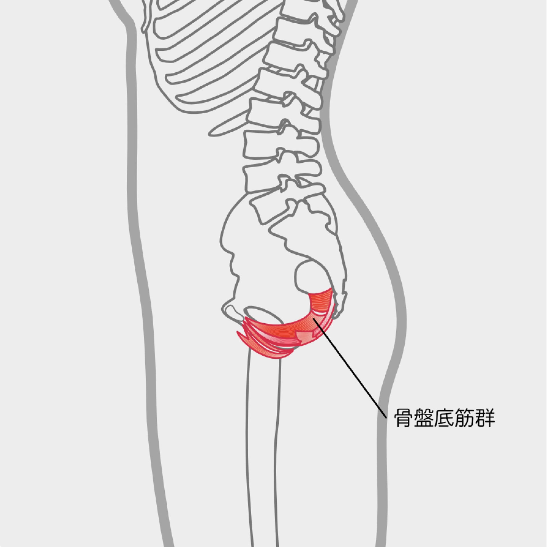 股関節の骨をハンモックのような形でつなぐインナーマッスル。膀胱や子宮、直腸などの臓器を下支えしています