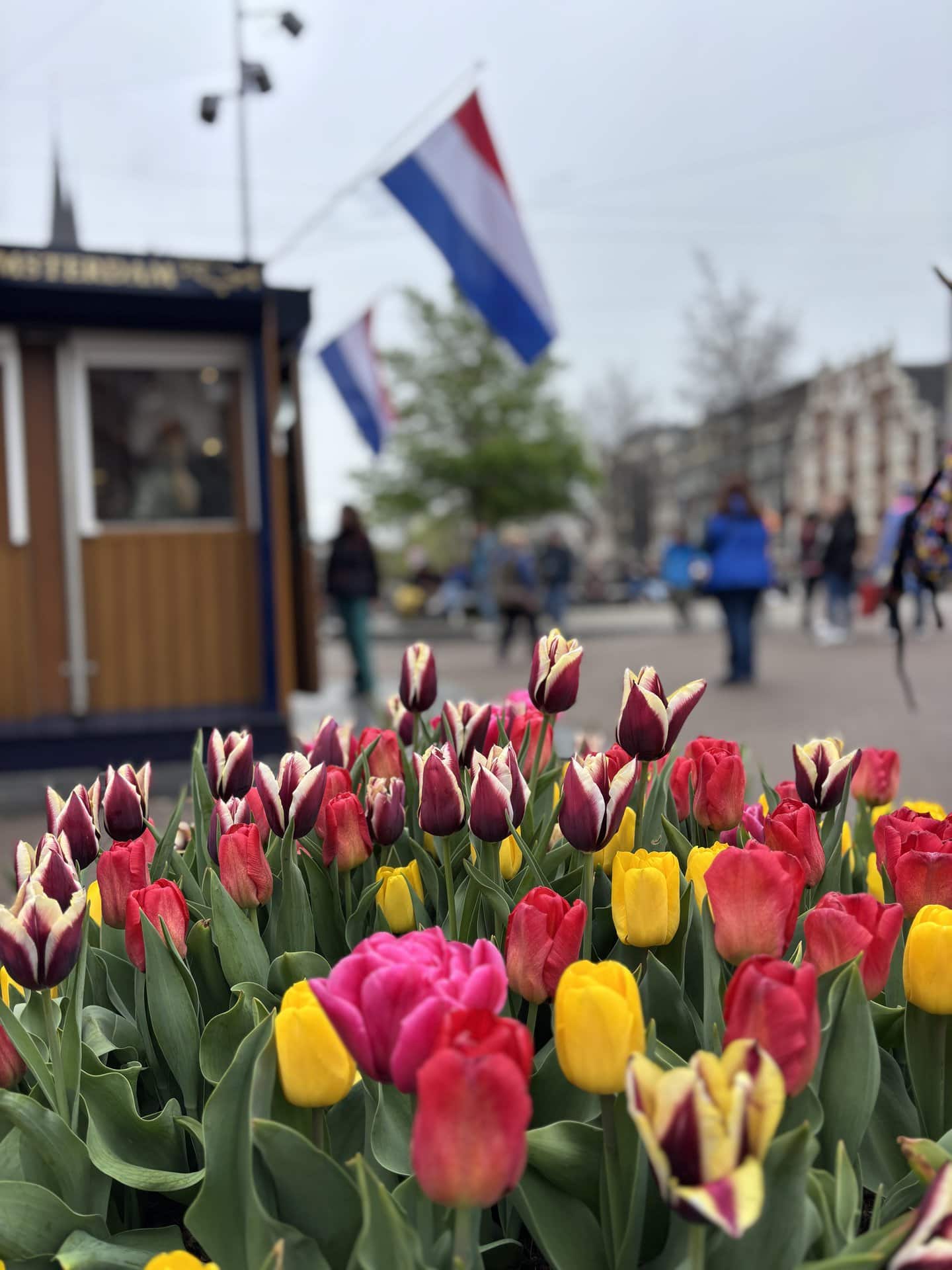 春のアムステルダムで【チューリップ】を満喫♡ オランダ国民のチューリップ愛と名所3選を解説！｜【公式】オトナミューズ ウェブ（otona MUSE）