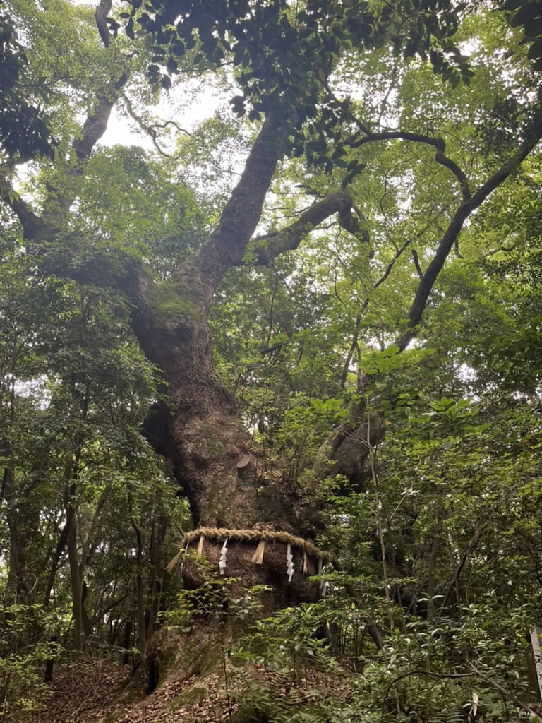 熱田神宮には七本の楠の大木があるのですが、その一つがこちら。少し雨が降っていたのですが、ここだけ美しい光が入っていました