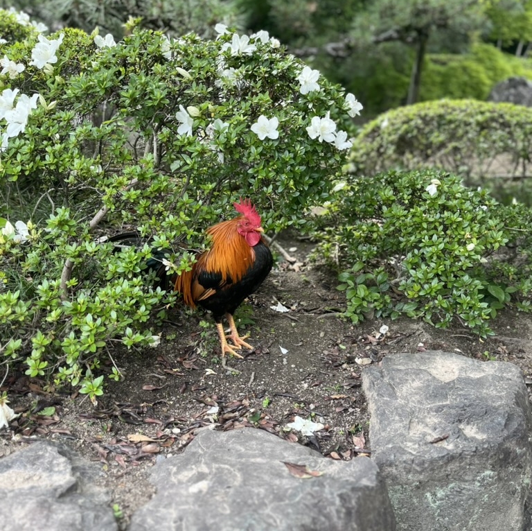 帰り道でも神鶏に遭遇。この画像には映っていませんが、ブラックもいました！