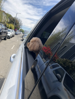 愛犬もドライブ大好き。いつも外を眺めて気持ちよさそうにしています。