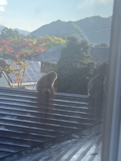 写真ではわかりずらいですが、横切った猿はけっこう大きくてかなりの迫力でした!