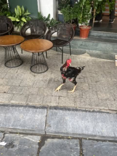 おしゃれな街をニワトリが普通に歩いているのも、なんだかベトナムっぽいですよね（笑）