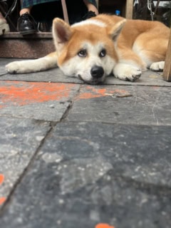 ハノイ大聖堂付近にはおしゃれなカフェもたくさんあり、かわいいワンちゃんもくつろいでいました♡