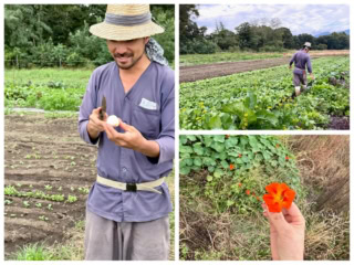 有機栽培で約100種類の野菜やハーブ、エディブルフラワーを育てているDuca Farmの飯塚悠介さんが案内役。