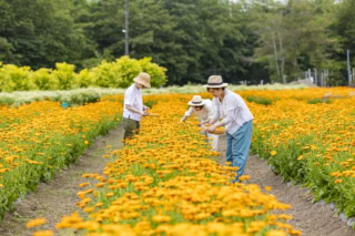 通常入ることはできないハーブファームでは、ナチュラルアイランドのプロダクトの原料となるオーガニックハーブを栽培。
