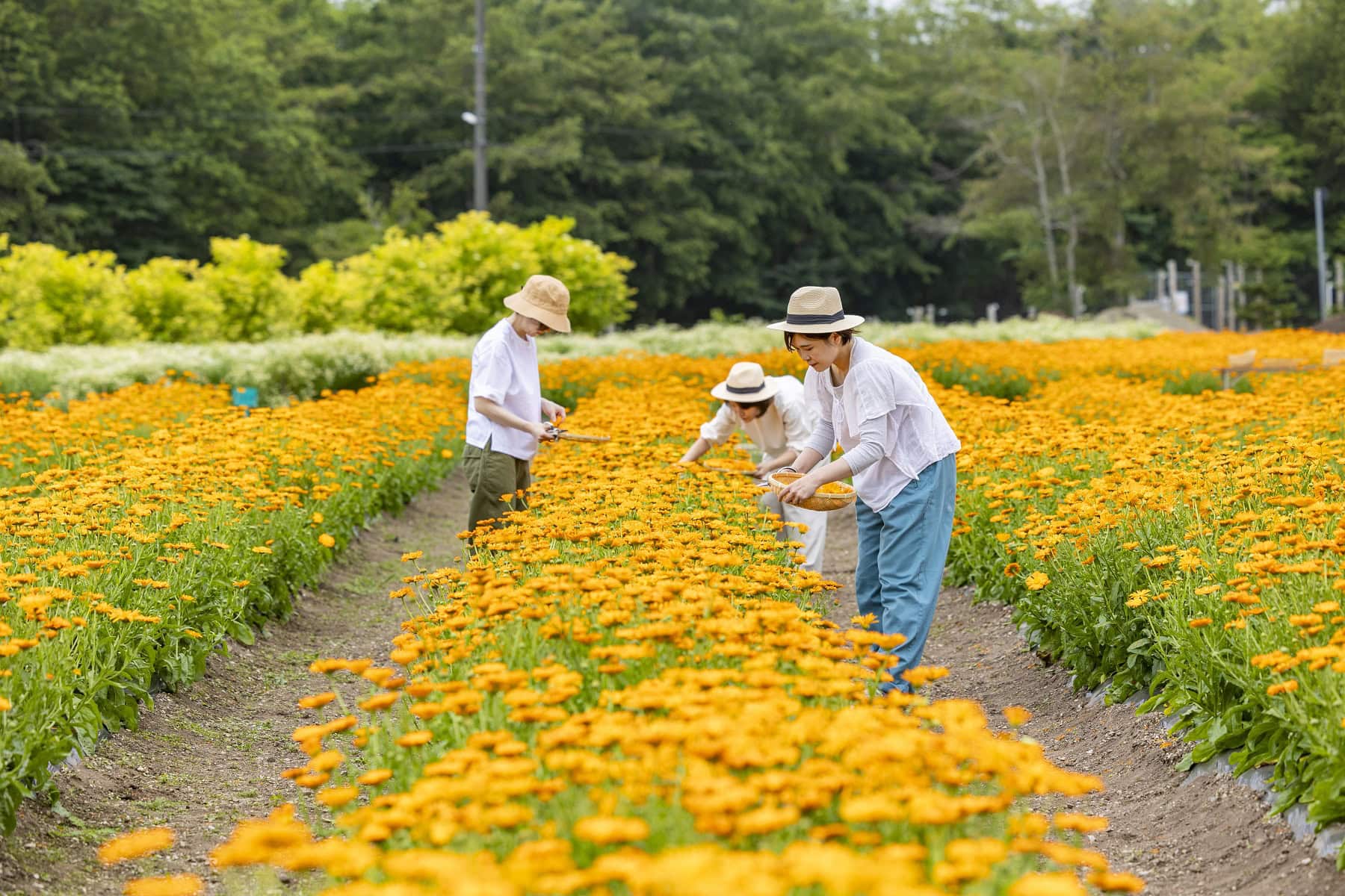 通常入ることはできないハーブファームでは、ナチュラルアイランドのプロダクトの原料となるオーガニックハーブを栽培。