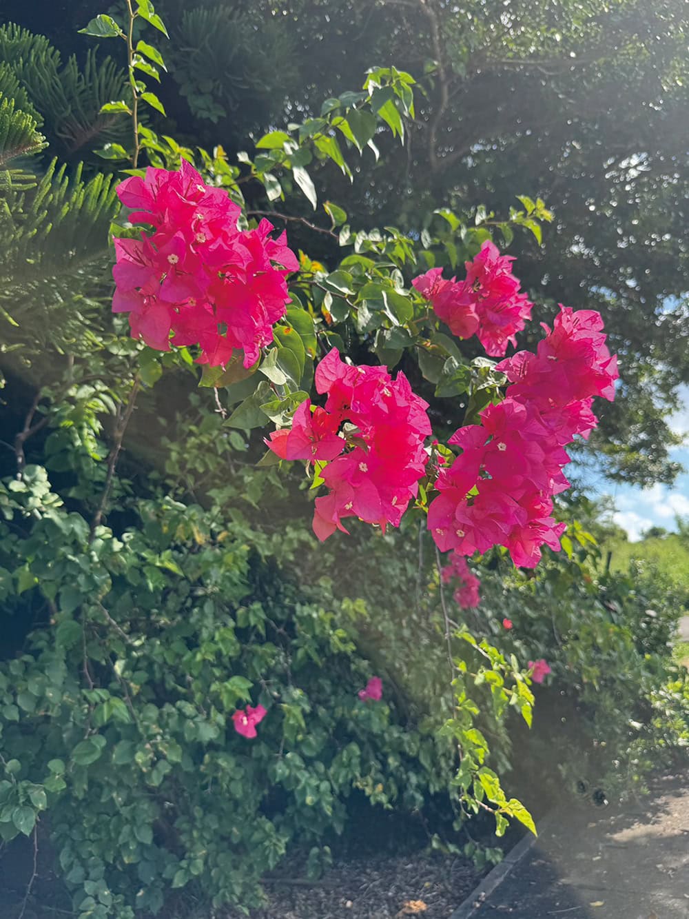 吉川ひなの ウォーキングで見る景色 その2