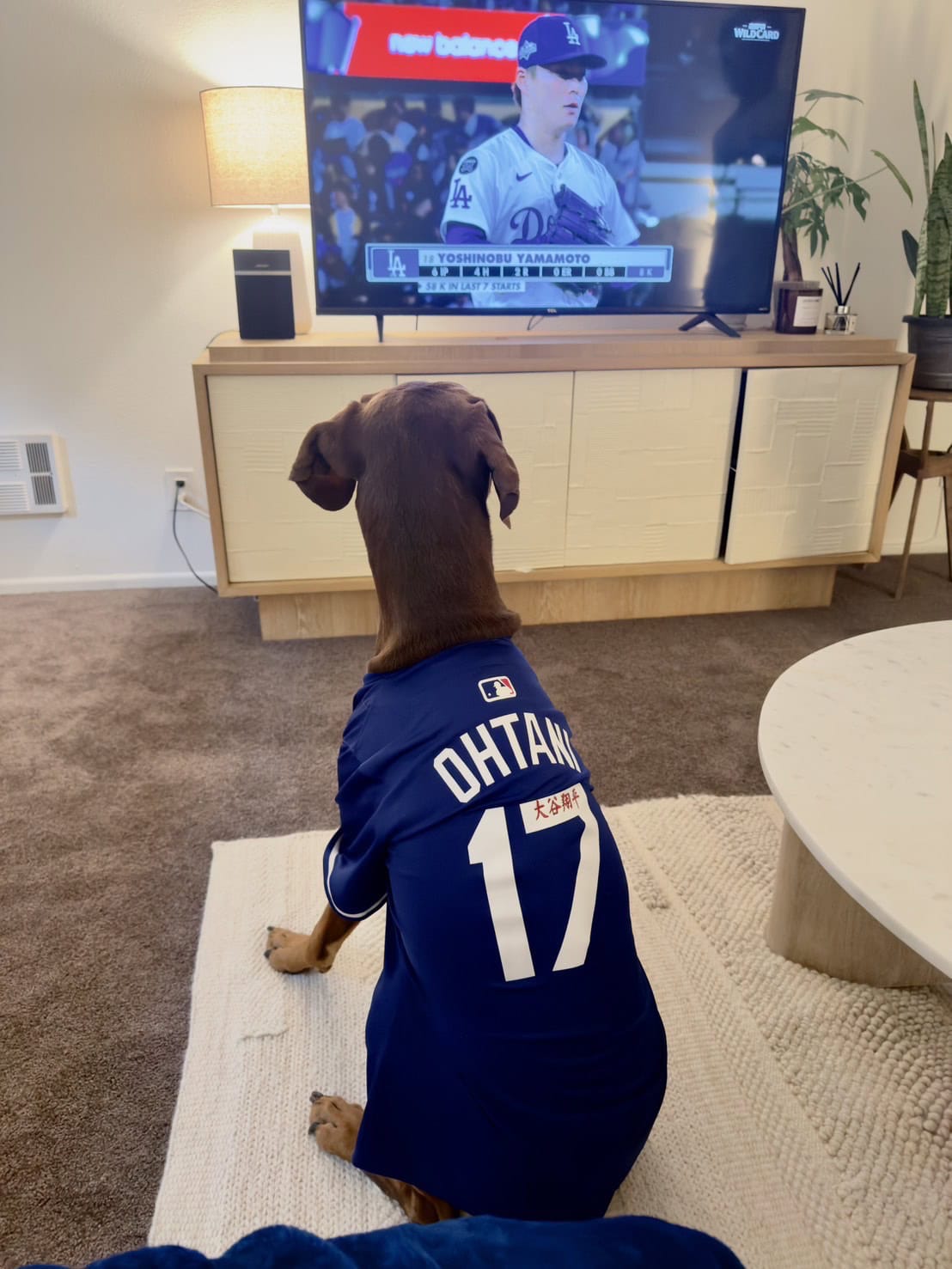 愛犬のオリバー！ もちろん大谷翔平選手のファンです。正座をして試合観戦♡