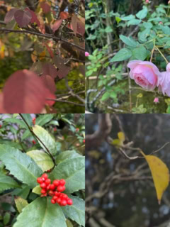 道中、赤く色づいた草木や色とりどりな花々を楽しめるのも鎌倉散歩の魅力です。