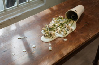 セレナキャメロン