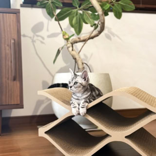 「偶然とご縁が重なって、アメリカンショートヘアの保護猫をお迎えしました。人が大好きな元気いっぱいの男の子で、小学校1年生の息子が『じゅげむ』と名付けました。毎日たくさんの癒しをもらっています」