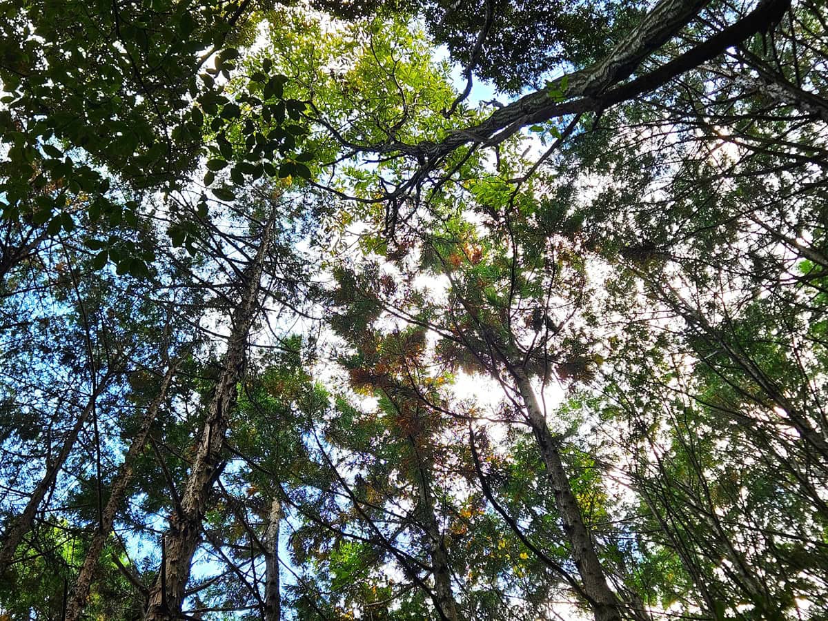 見上げると、木々からキラキラとあふれる光が心地いい！　久々の山歩き、リフレッシュ感が半端ない！