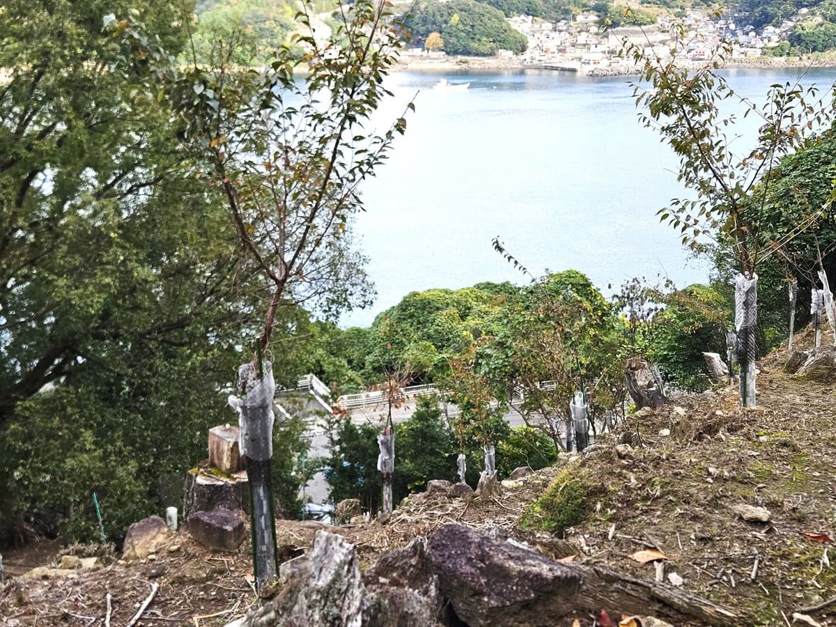 松本峠を下る途中には桜（クマノザクラ）が植樹されており、数年後の春にはまたすばらしい桜景色が望めそう！