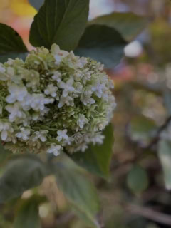 季節はずれに咲いてしまった紫陽花