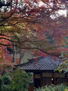 【週末鎌倉散歩】北鎌倉駅から徒歩10分!紫陽花の名所「明月院」で四季の絶景を楽しむ