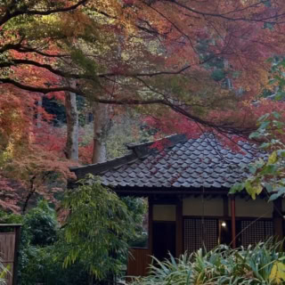 【週末鎌倉散歩】北鎌倉駅から徒歩10分！紫陽花の名所「明月院」で四季の絶景を楽しむ