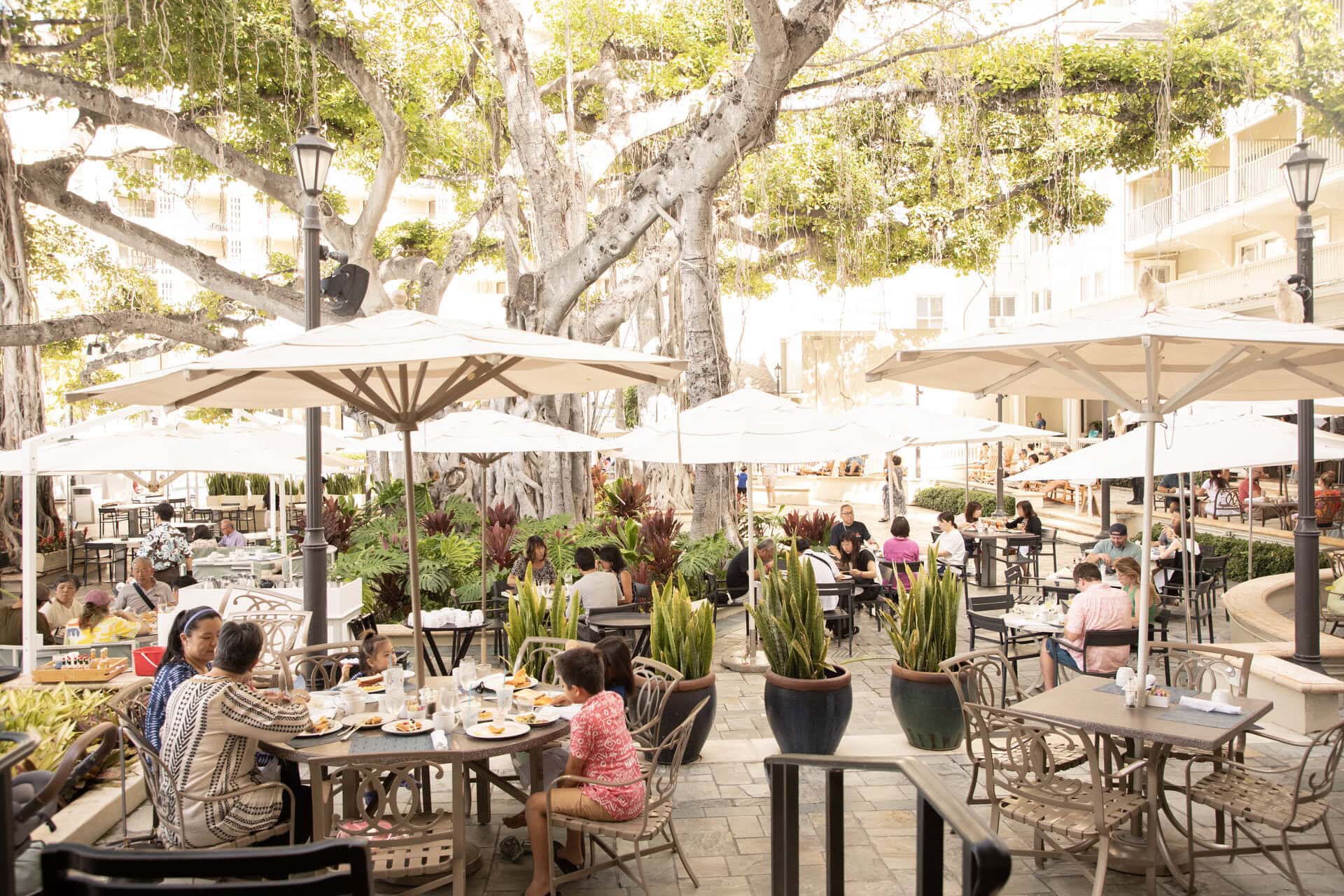 象徴的な大きなバニヤンツリーは健在！ この木陰でくつろぐ時間は、まるで別世界にいるよう