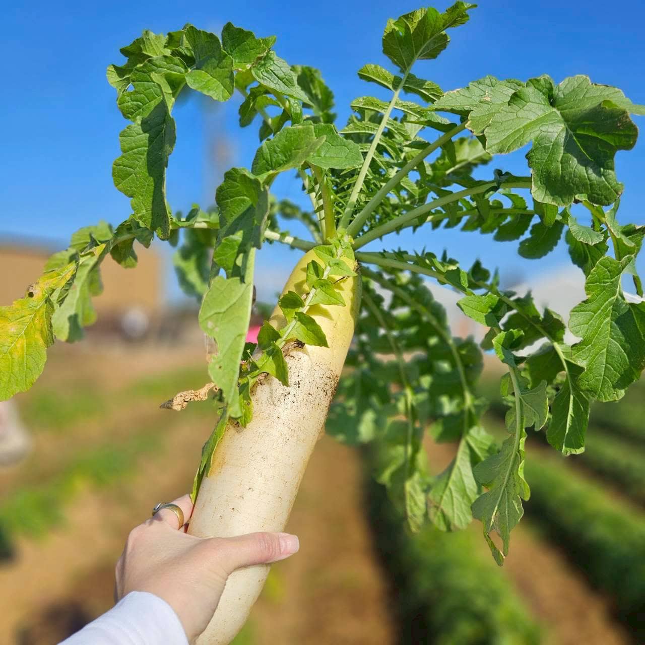 大根は葉っぱまで美味！