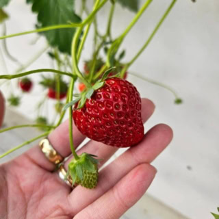 収穫体験が楽し過ぎ！ 採れたていちごの美味しさは感動レベル！