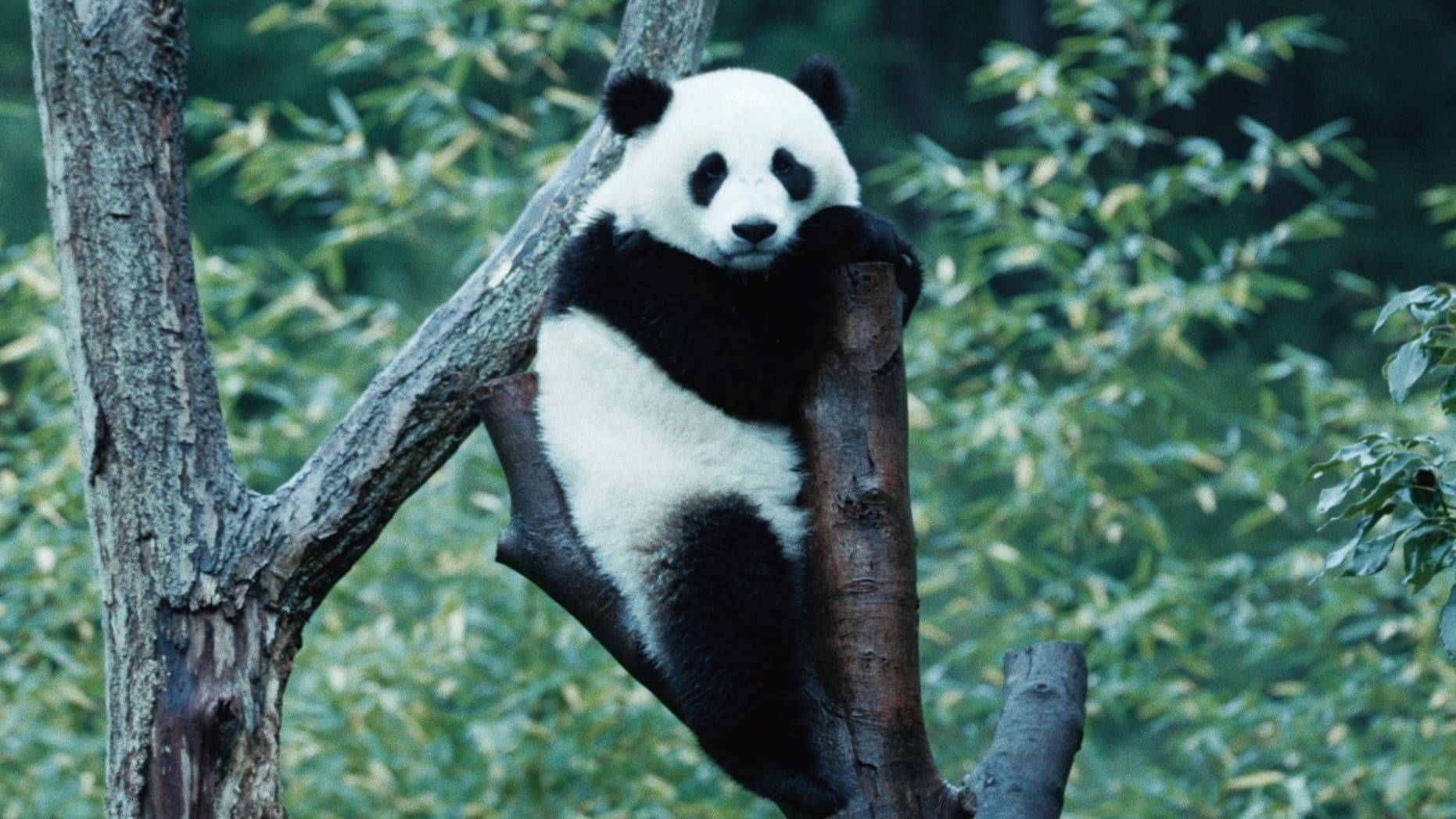 監督：ビボ・リャン／配給：アンプラグド／公開：2月6日より、TOHOシネマズ シャンテほか全国順次ロードショー