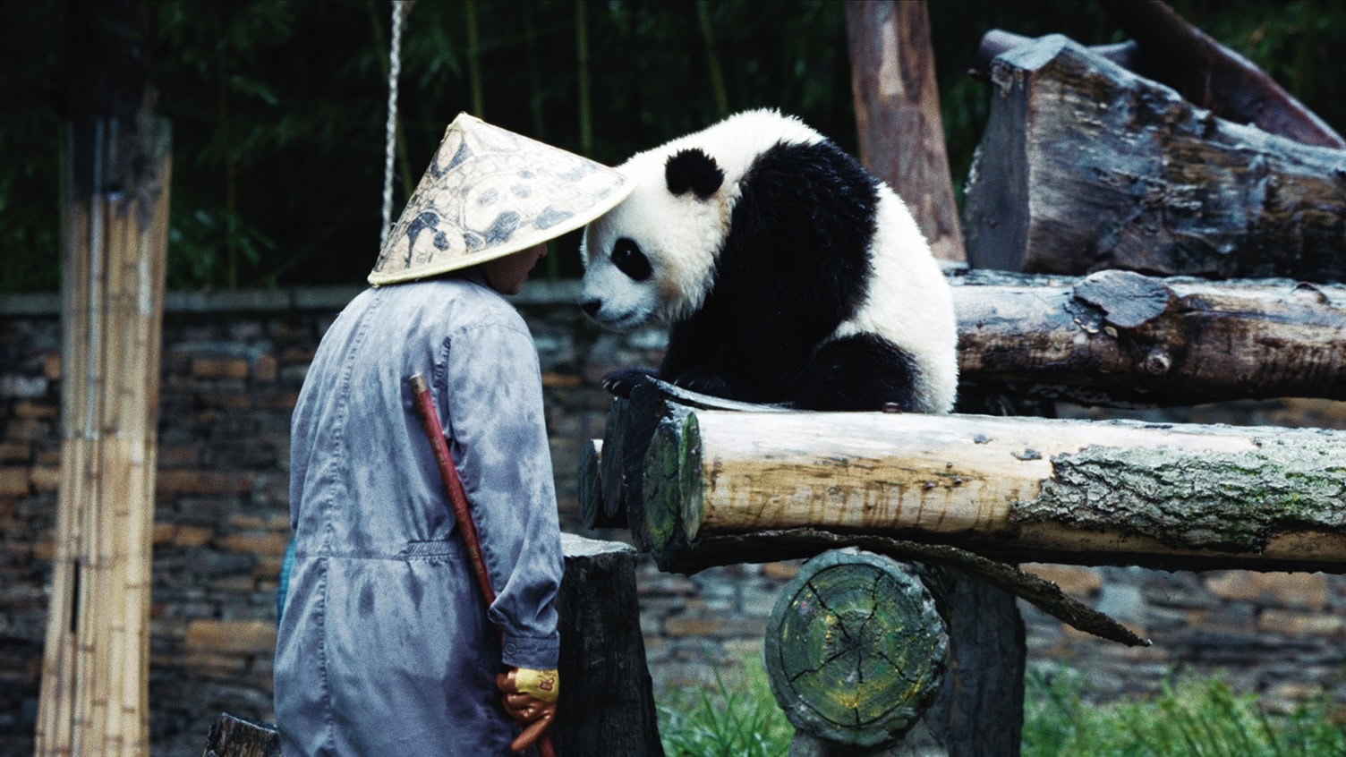 7つの自然保護区と9つの自然公園からなる中国四川省のジャイアントパンダ保護区をはじめ、香港や北京などで暮らすあらゆるパンダに密着
