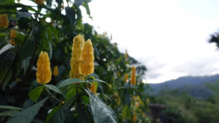 ゴールデン・シュリンプ・プラントと呼ばれる海老のような黄色いお花。