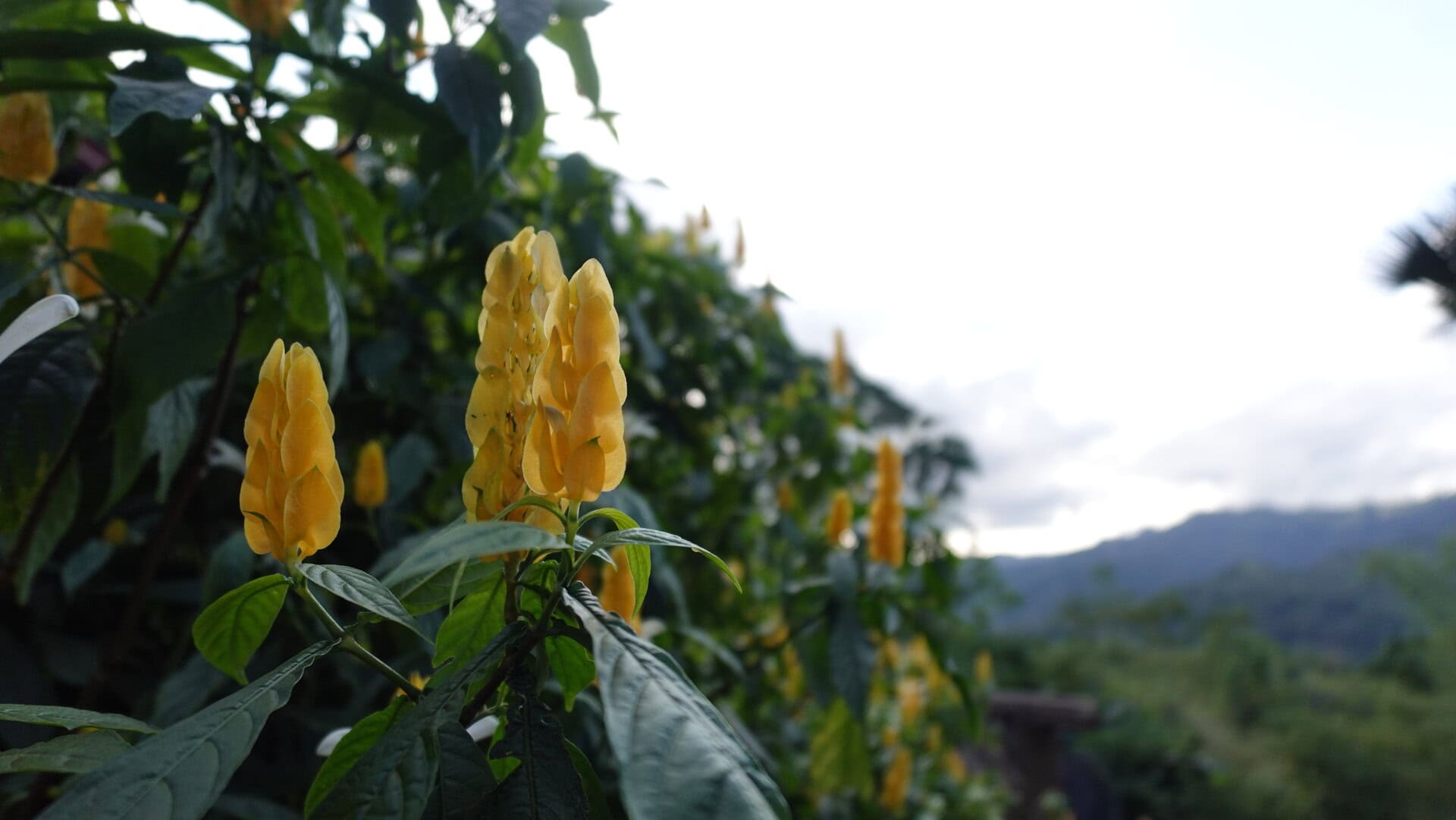 ゴールデン・シュリンプ・プラントと呼ばれる海老のような黄色いお花。