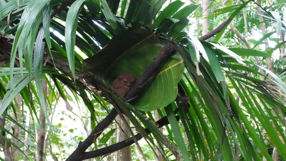 うとうとして半目状態のターシャ。寝ているときだけでなく、起きているときもおしゃべりは小声でお願いします。