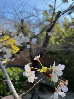 春を感じながらの散歩も素敵です