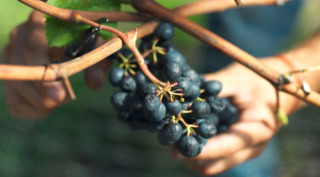 ちゃんと完熟しているか確認しながら、一房ずつ丁寧な手摘みで収穫されています